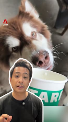 Starbucks backtracks on pet ban after backlash