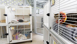 IN FOCUS: Slowing adoption, limited capacity - inside Singapore’s animal rescue groups