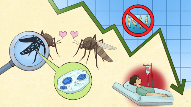 Biting back against dengue - Why experts are cautious despite Singapore's success in lowering case count