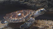 8 hawksbill turtles under specialist care in Singapore conservation programme