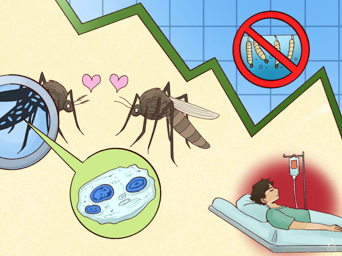 Biting back against dengue - Why experts are cautious despite Singapore's success in lowering case count